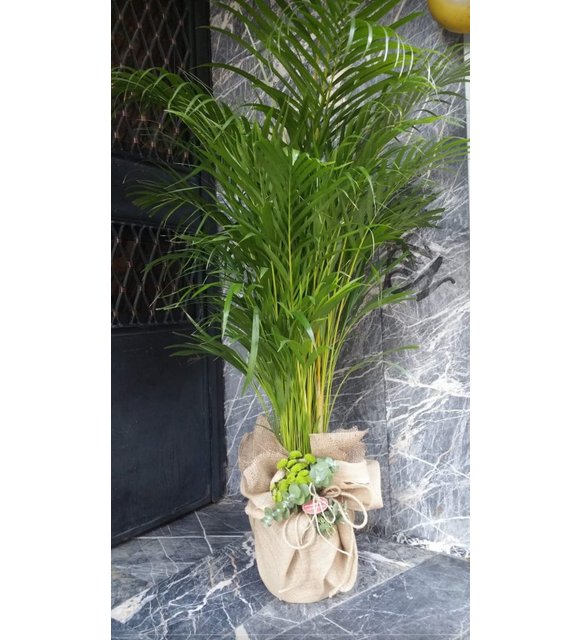 areca