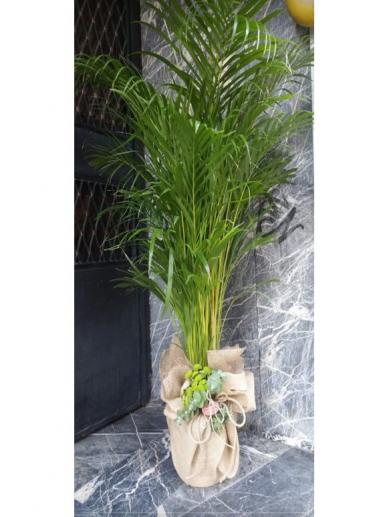 areca